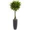 6ft. Money Tree in Gray Cylinder Planter